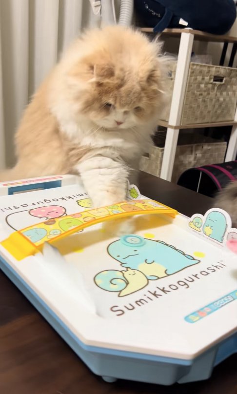 エアホッケーのパックを触る猫