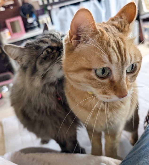 ぷりんちゃんを毛づくろいするララちゃん