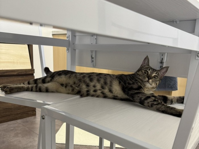 手足をめいっぱい伸ばして横になる猫