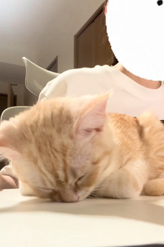 鼻を下にして寝る猫