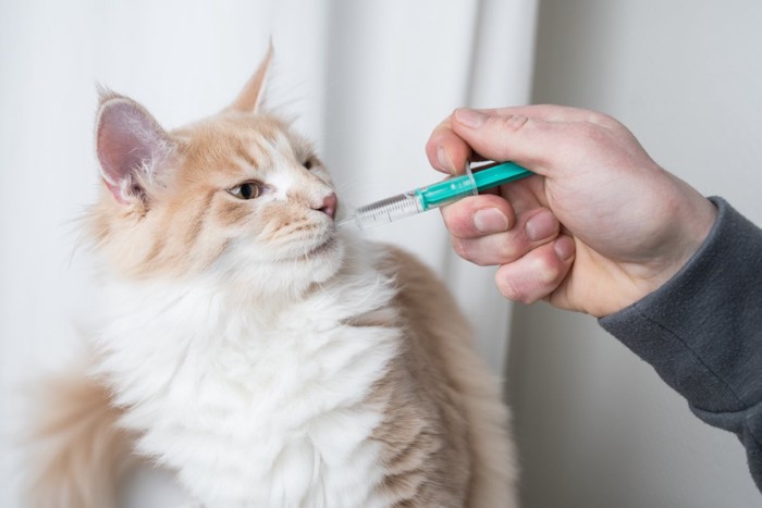 投薬される猫