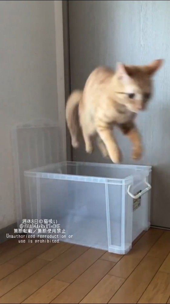 ジャンプする麦芽ちゃん