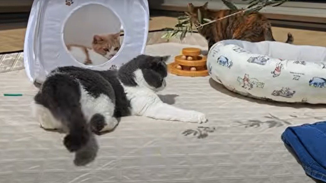 影遊びをする猫