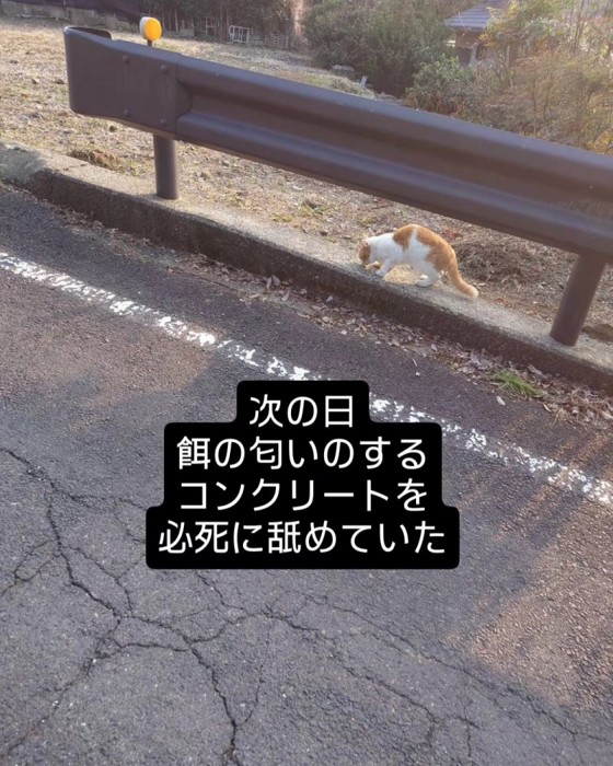 コンクリートをなめる猫