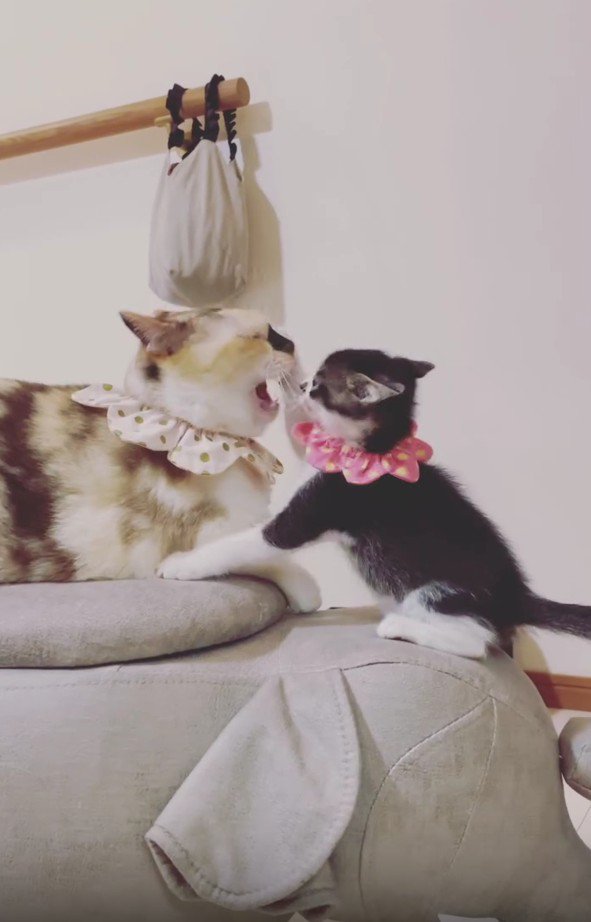 子猫にパンチされている猫