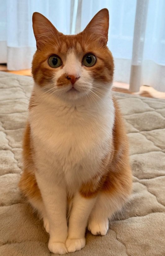 座っているセッタくん