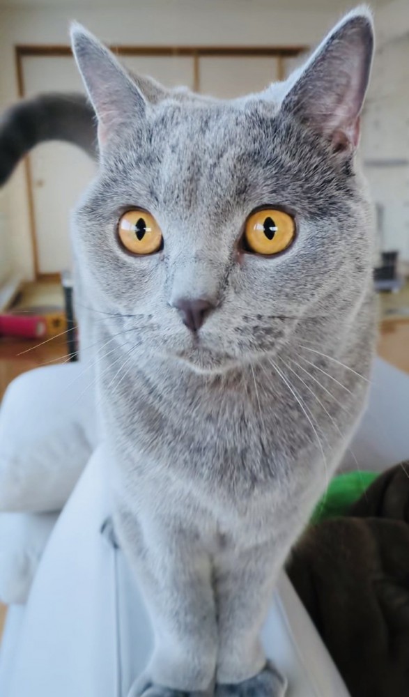 飼い主さんのもとへやってきたブリティッシュショートヘア