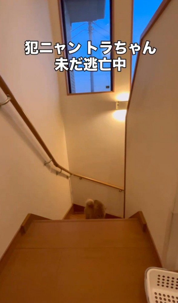 階段を降りる猫（後ろ姿）