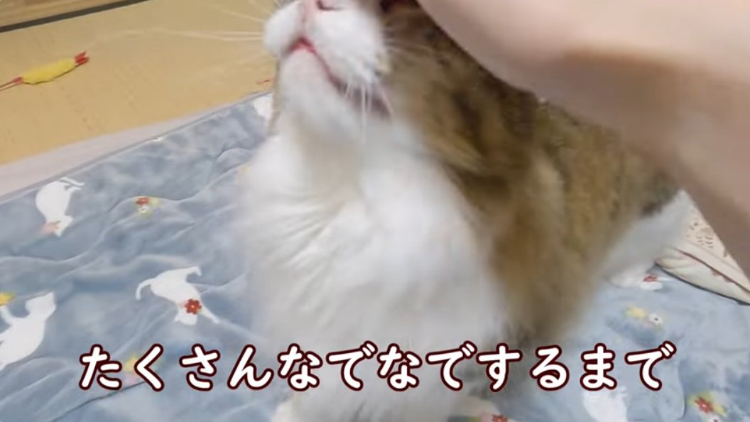 %撫でられながら上を向くノルウェージャンフォレストキャット