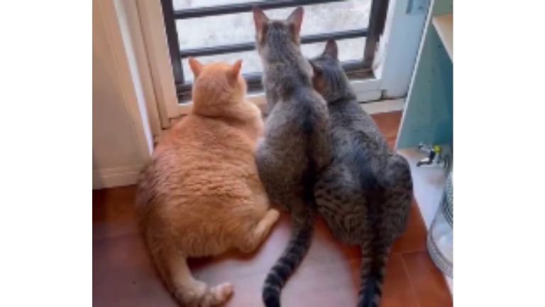 ニャルソックしている猫