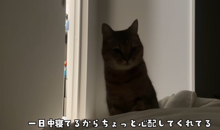 ミヌエットが横になった飼い主さんを心配そうに見つめる様子