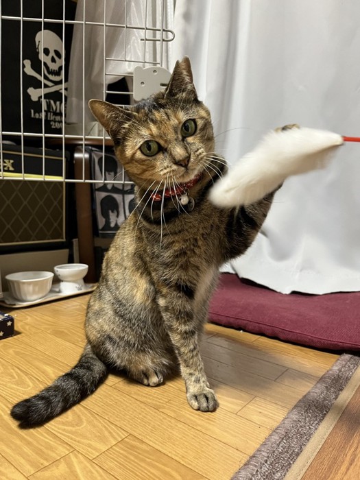猫じゃらしに手をおく猫