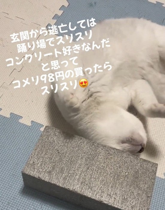 顔をすりすりする猫