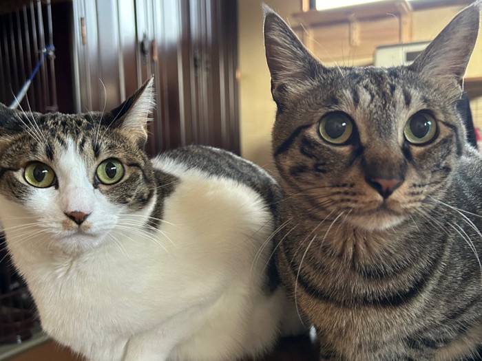 並んで香箱座りしている2匹の猫