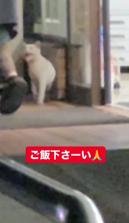 コンビニの前に座り込む猫