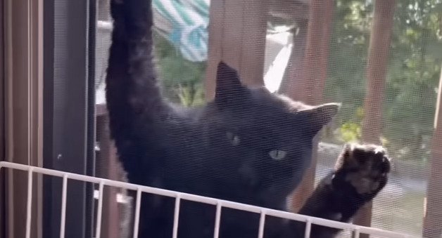 網戸にしがみつく黒猫