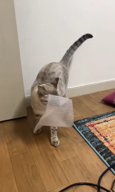 プチプチをくわえて画面右側を見つめる猫