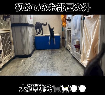 飛び跳ねる猫