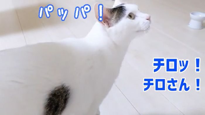 返事するチロくん