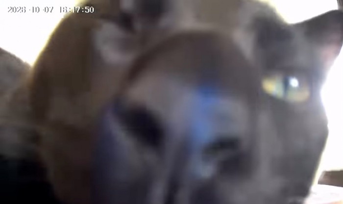 片目を閉じている猫