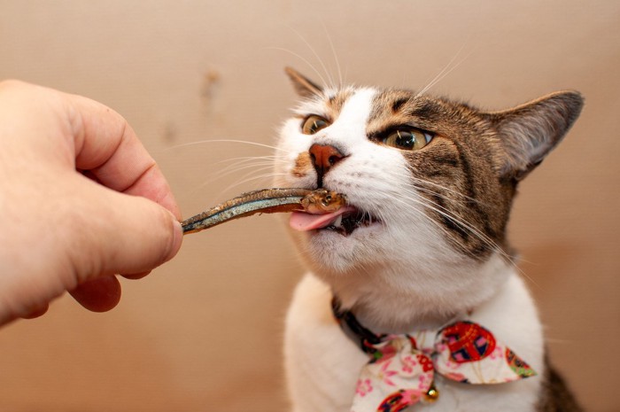 煮干しを食べる猫