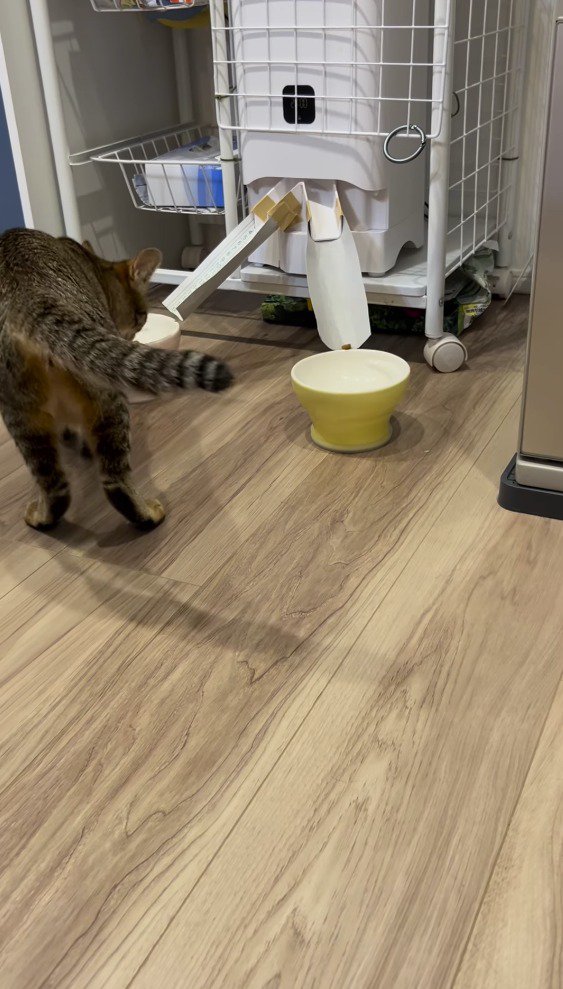 ごはん用の皿の前にやってきたキジトラ猫