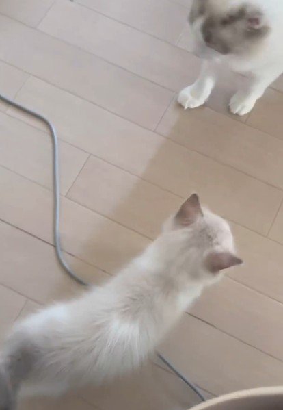 子猫に近づくお姉さん猫