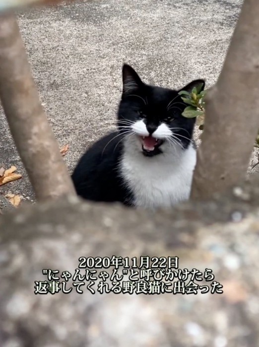 返事する野良猫