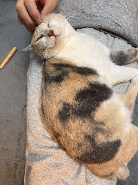 飼い主になでられる猫