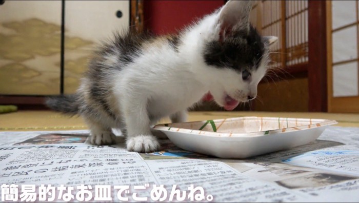 ごはんが入っている皿を見る子猫