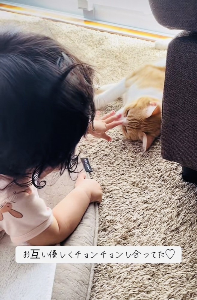 茶白猫の顔に触る赤ちゃん