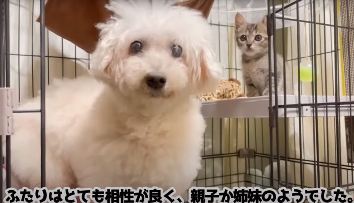 犬と子猫