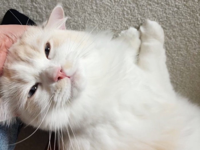 満足げな表情をした猫