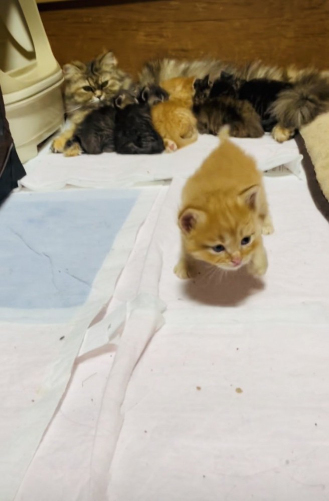 お母さん猫のおっぱいを飲む5匹の子猫とママに向かって歩く茶トラ子猫