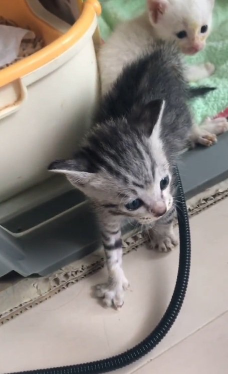 警戒している子猫