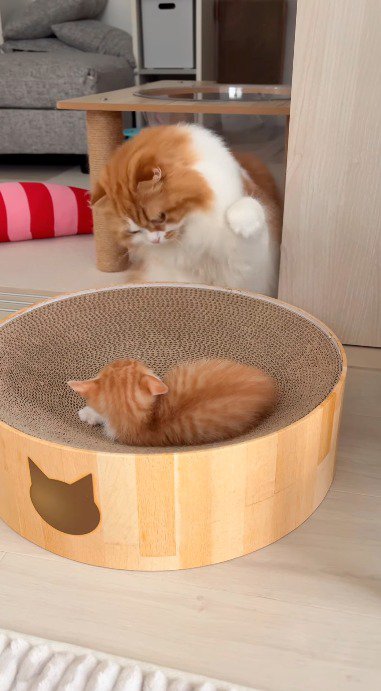 子猫を見つめながら前足を子猫に近づける成猫