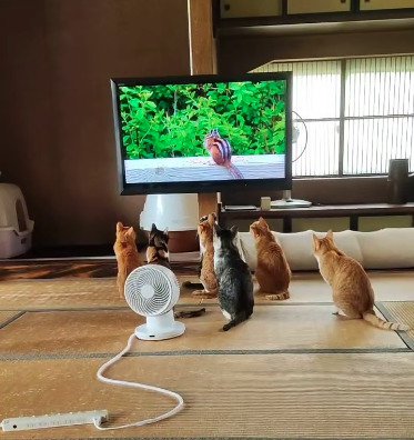 テレビを見る猫たち