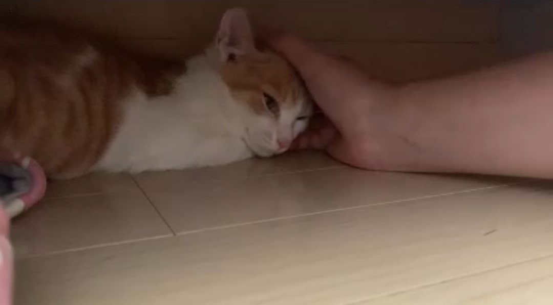 棚の下の猫を触る手