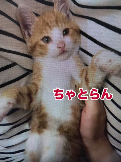 仰向けの子猫3