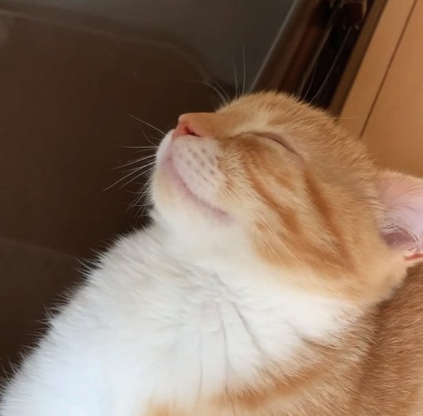 寝ている子猫の顔アップ