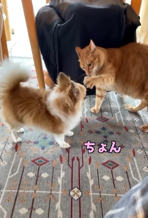 小型犬の額に前足を触れる猫