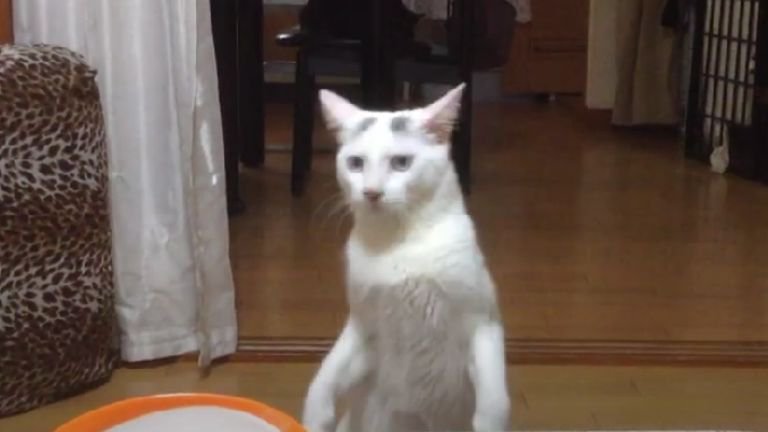 二足立ちしている猫