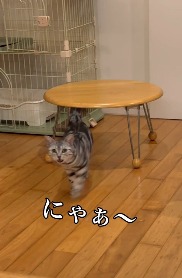 ママの声に返事をする猫