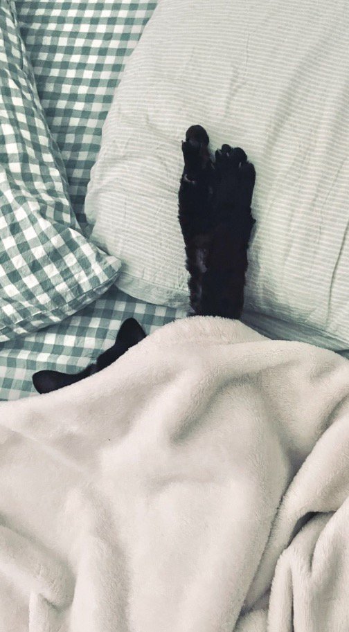 布団から前足を出して眠る猫