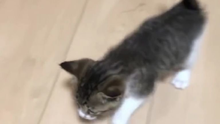 室内にいる子猫