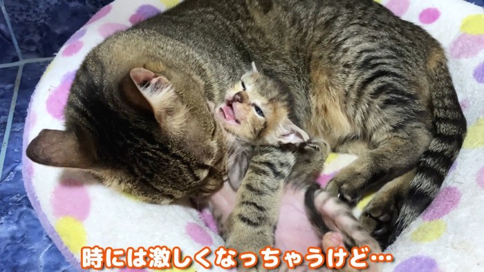 テロップ「時には激しく~」