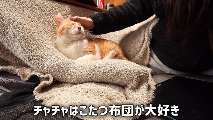 頭をなでられ目を細める猫