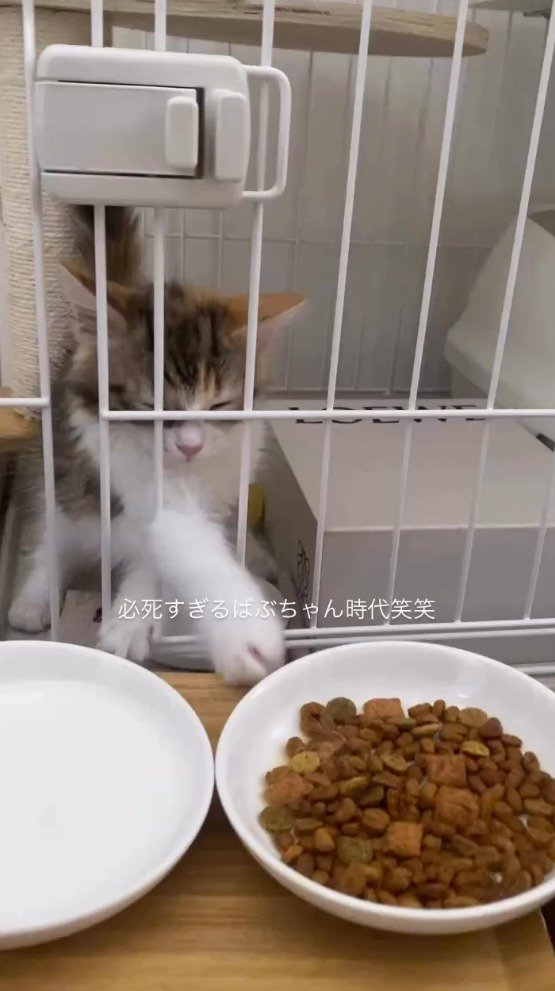 ケージの中からごはんに手を伸ばす猫