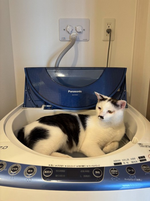 洗濯機の上でくつろぐぎゅうちゃん