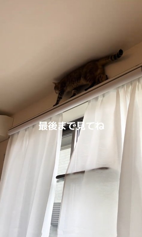 カーテンレールの上を歩く猫